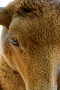 Animal livestock herbivores