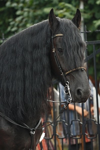 Animal black punishment horse photo