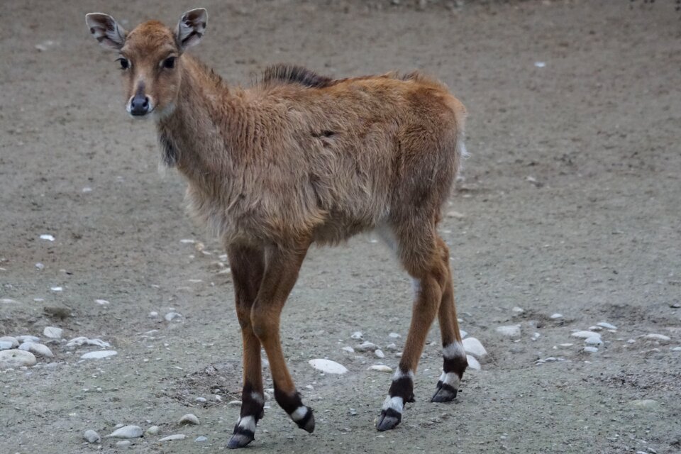 Antelope zoo young animal