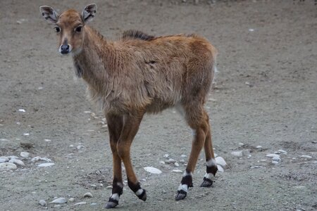 Antelope zoo young animal