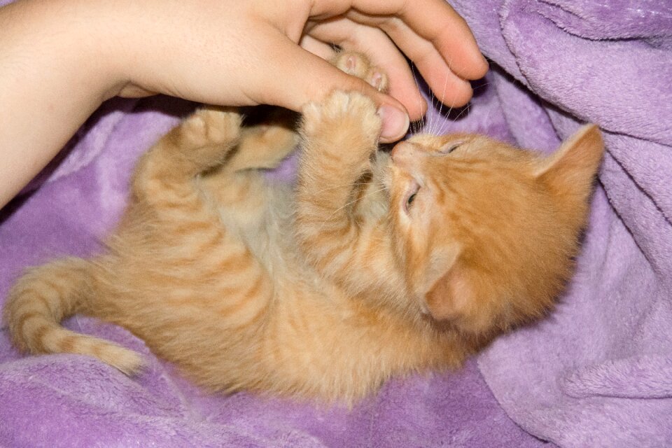 Domestic cat young cat playful photo