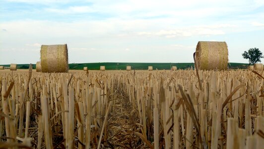 Straw field harvested
