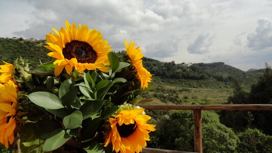 Green flower landscape photo