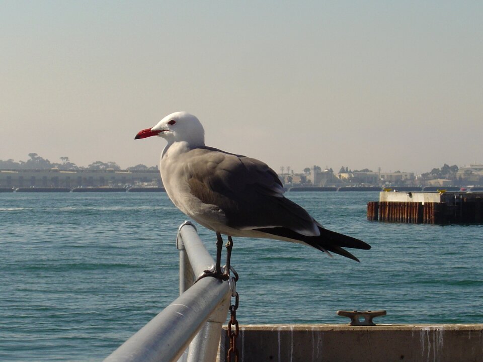 Looking harbor bay