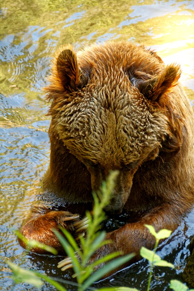 Animal mammal predator