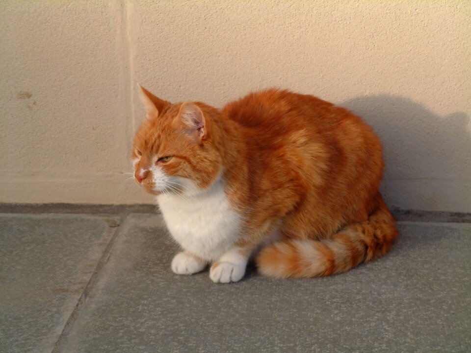 Cute domestic feline