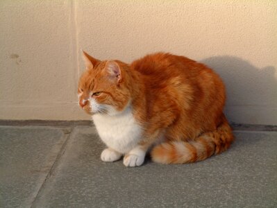 Cute domestic feline