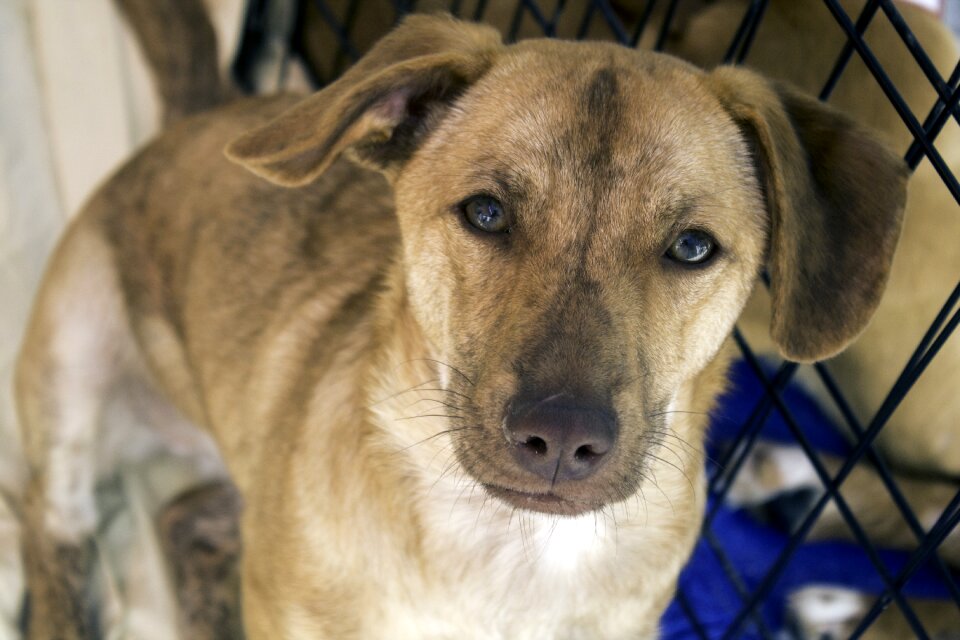 Pet canine adopt a pet
