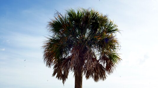 Palm tropical tree photo