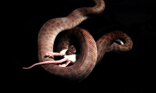 Reptile animal eating photo