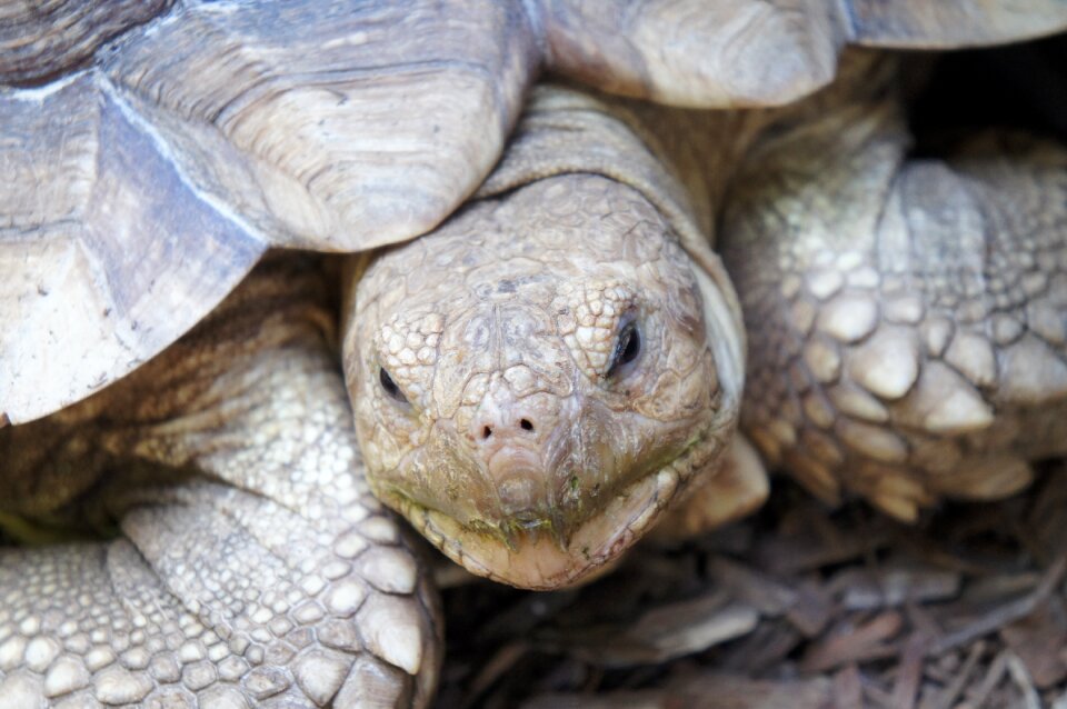 Shell animal reptile
