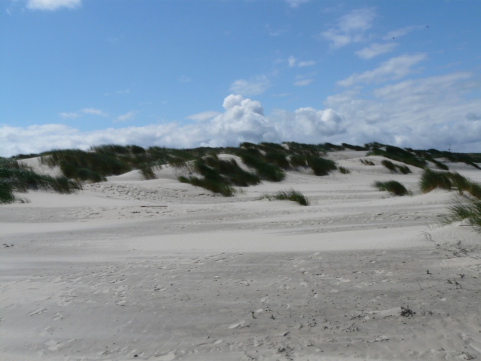 Beach sand marram grass