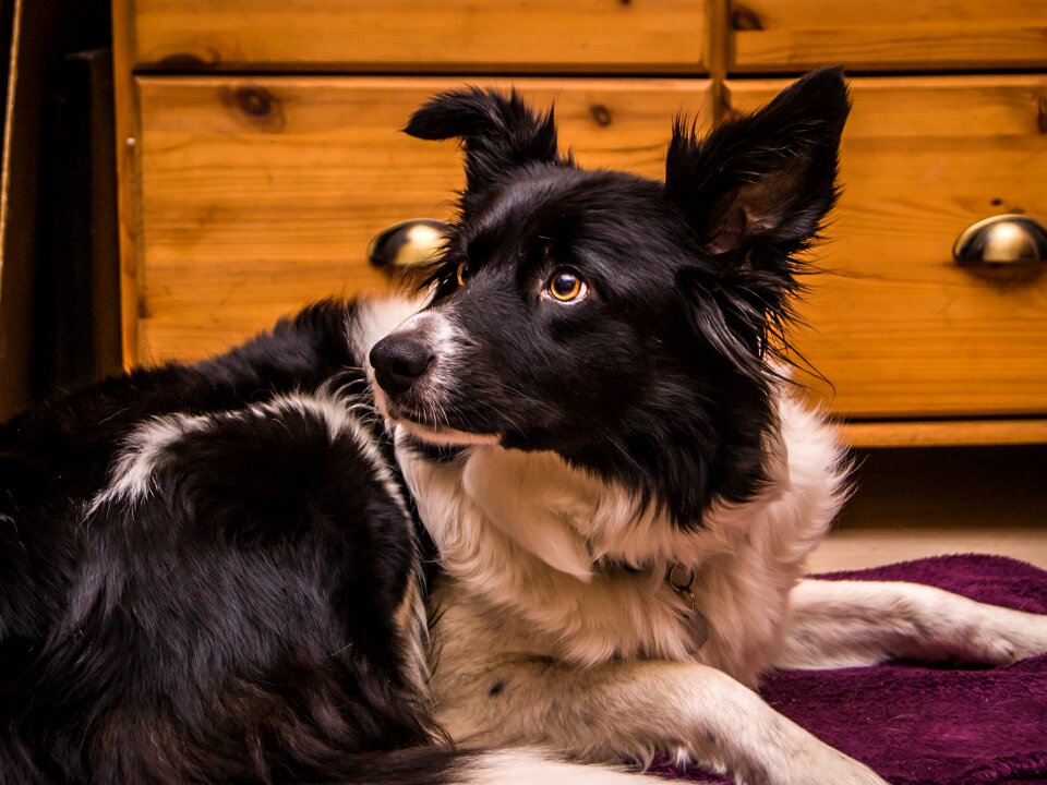 Dog eyes fur