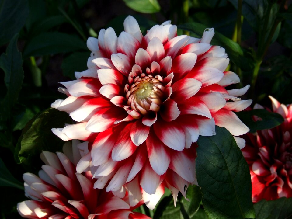 Flower blossom bloom