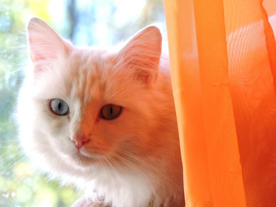 Animals pet feline