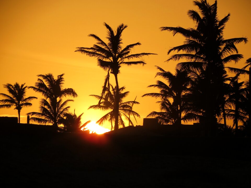Afternoon palm trees silhouette