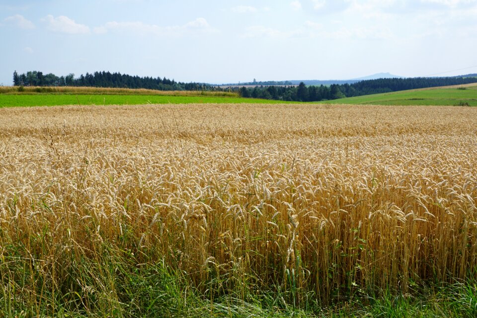 Harvest summer yellow