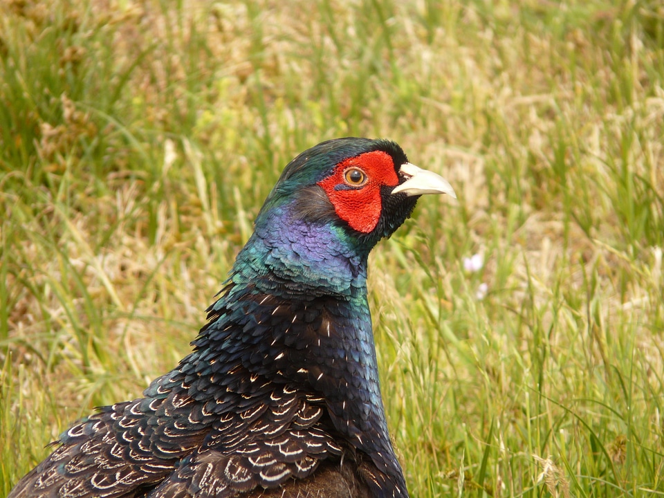 Species hahn colorful