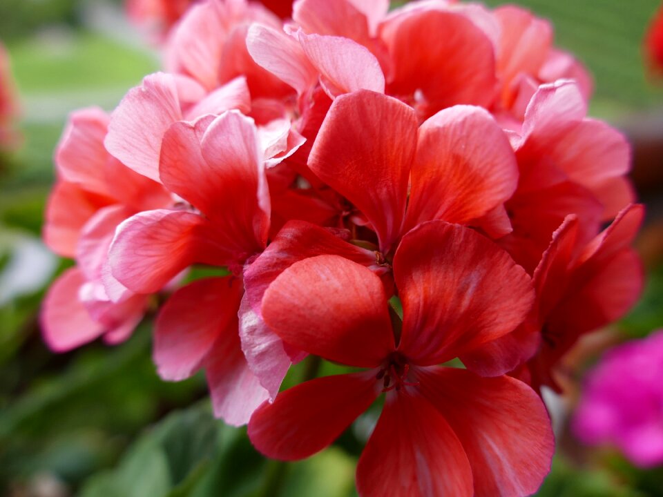 Flowers geranium balcony flower