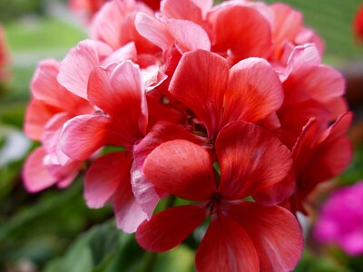 Flowers geranium balcony flower photo