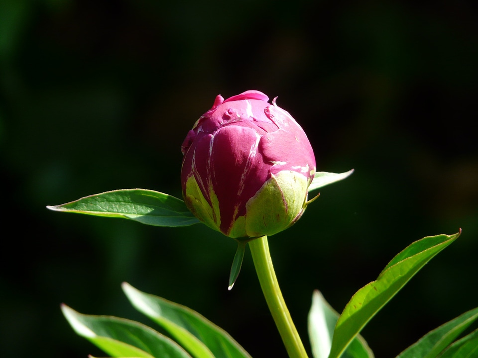 Spring blossom bloom