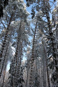 Winter winter forest thicket photo
