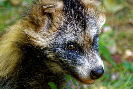 Fruit fuchs fuchs dog photo