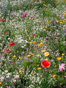 Summer meadow summer colorful