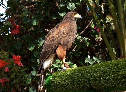 Hawk predator bird of prey photo
