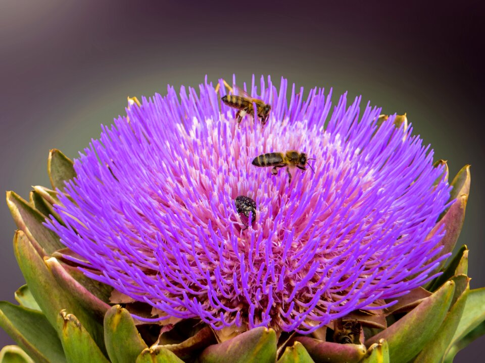 Blossom bloom insect