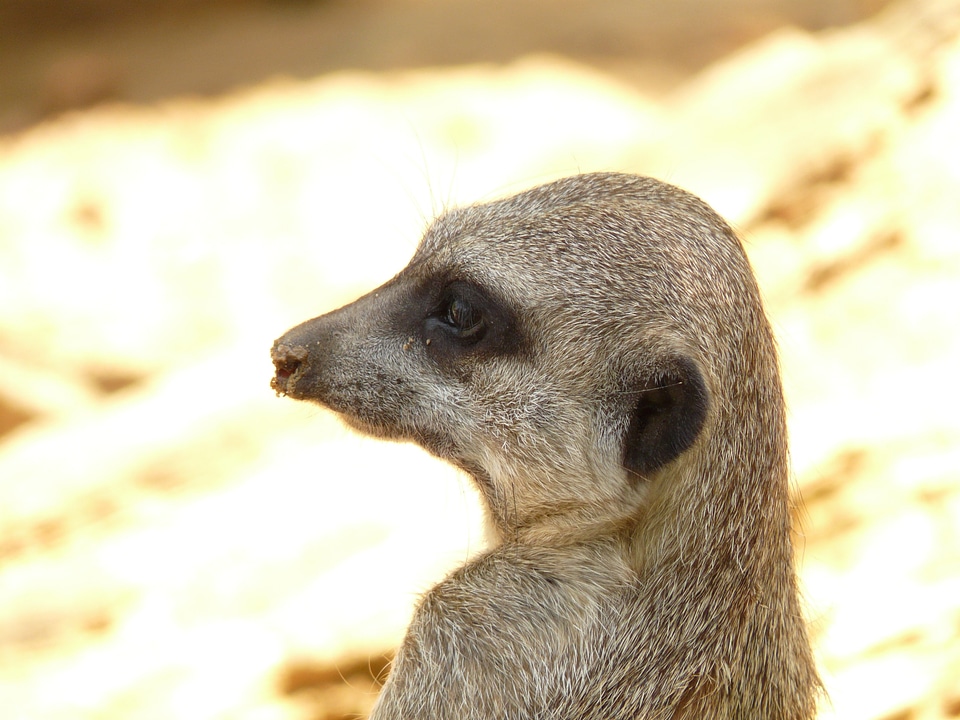 Africa zoo ausschau