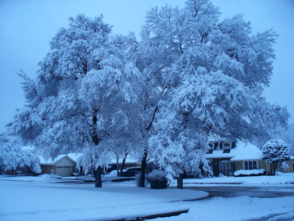 Tree ice