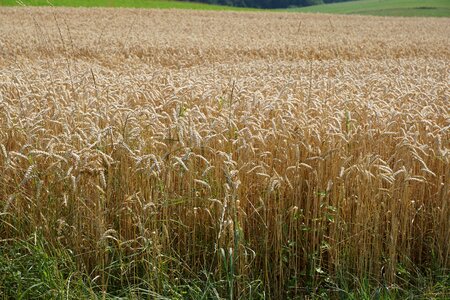 Harvest summer yellow photo