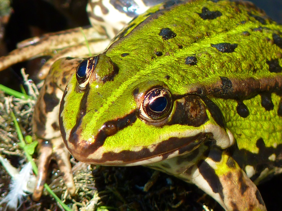 Green water creature photo