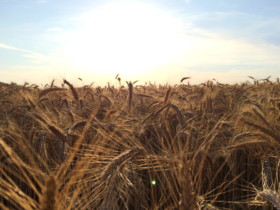 Sun agriculture harvest