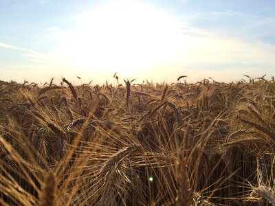 Sun agriculture harvest