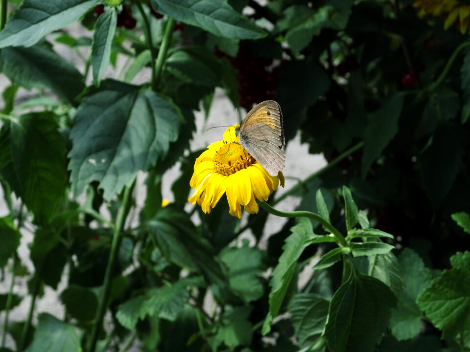Grey nature summer