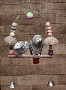 Grey parrot congo african grey parrot wildlife photo