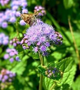 Plant skipper butterfly insect