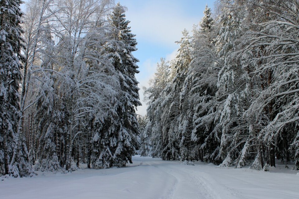 Winter landscape winter forest