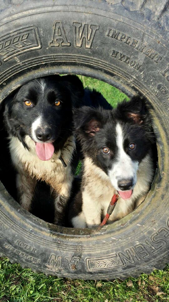 Dogs border collie animal