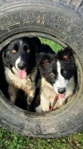 Dogs border collie animal