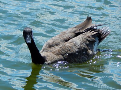 Water lake animal photo