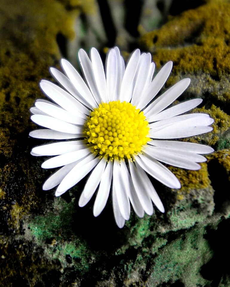 Garden close up white