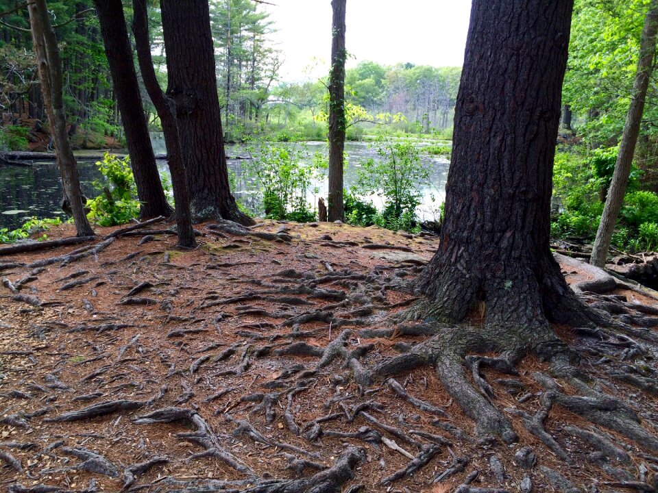 Nature environment marsh