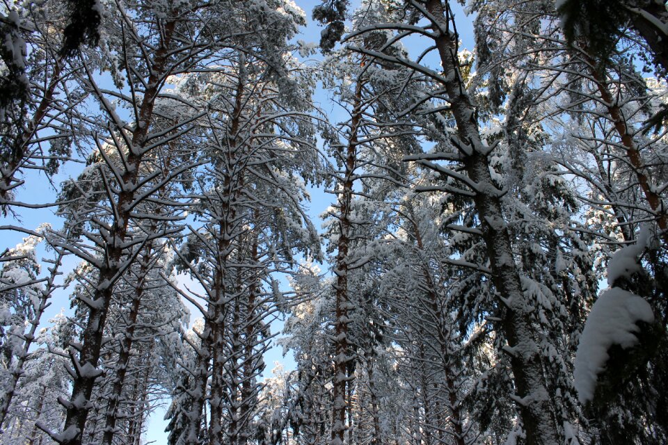 Pine snow winter
