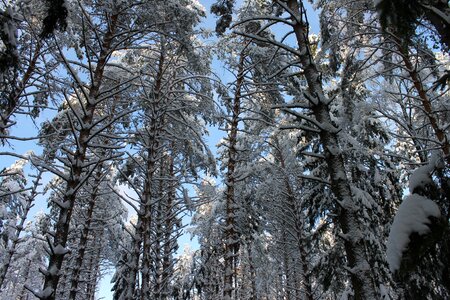 Pine snow winter