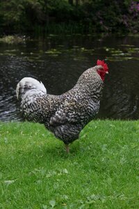 Poultry hen cockerel photo