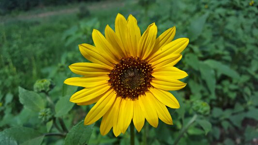 Nature plant blossom