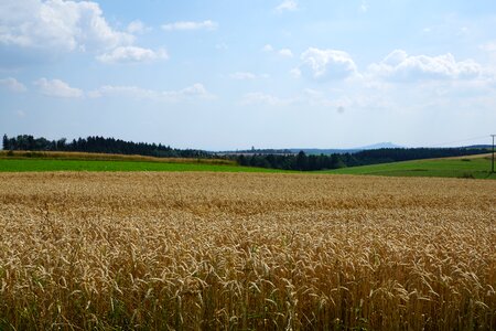 Harvest summer yellow photo